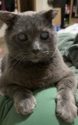 Lost Male Cat last seen 98th, Tacoma, WA 98444