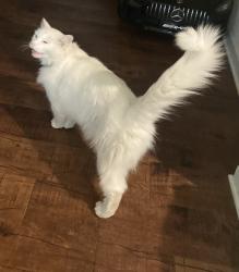 Lost Male Cat last seen Ivey hollow, Dawson County, GA 30534