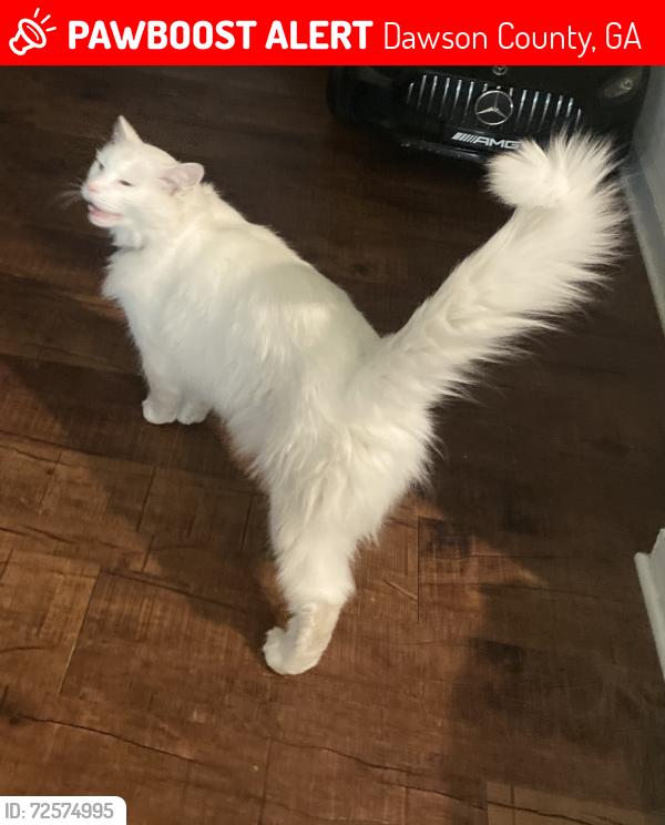 Lost Male Cat last seen Ivey hollow, Dawson County, GA 30534