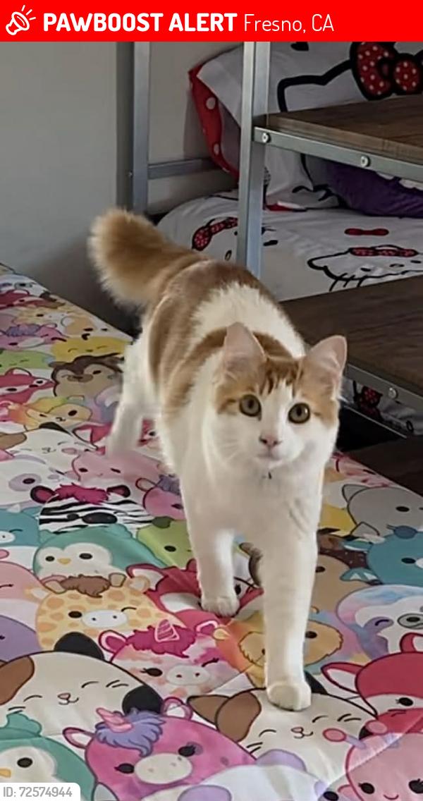Lost Male Cat last seen Clinton and Cedar, Fresno, CA 93703