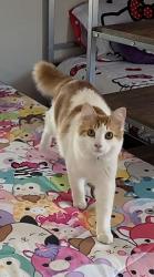 Lost Male Cat last seen Clinton and Cedar, Fresno, CA 93703