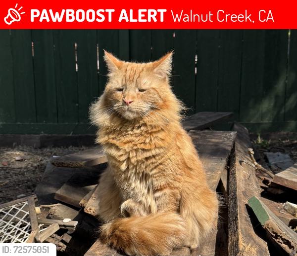 Lost Male Cat last seen Treat blvd, Winton Dr. Kane Circle, Savannah circle, Walnut Creek, CA 94598