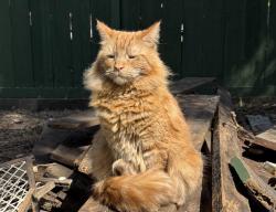 Lost Male Cat last seen Treat blvd, Winton Dr. Kane Circle, Savannah circle, Walnut Creek, CA 94598