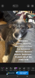 Lost Male Dog last seen Whittier Blvd n Bonnie beach between Whittier n dennison , East Los Angeles, CA 90023