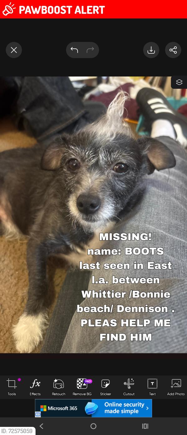 Lost Male Dog last seen Whittier Blvd n Bonnie beach between Whittier n dennison , East Los Angeles, CA 90023