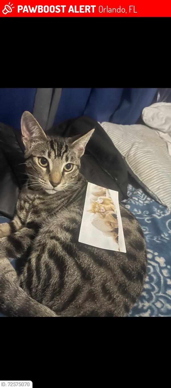 Lost Male Cat last seen Near curry Ford rd, Orlando, FL 32822