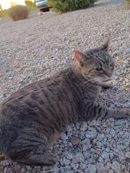 Lost Female Cat last seen Waddell rd west, Surprise, AZ 85379
