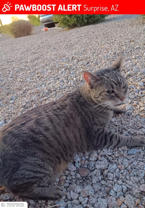 Lost Female Cat last seen Waddell rd west, Surprise, AZ 85379