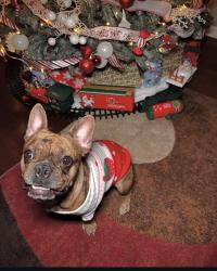 Lost Female Dog last seen Avenida del yaqui and Guadalupe , Guadalupe, AZ 85283
