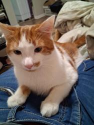 Lost Male Cat last seen Penn and Coulter Street, Philadelphia, PA 19144