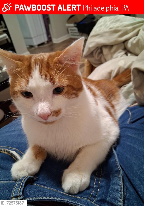 Lost Male Cat last seen Penn and Coulter Street, Philadelphia, PA 19144