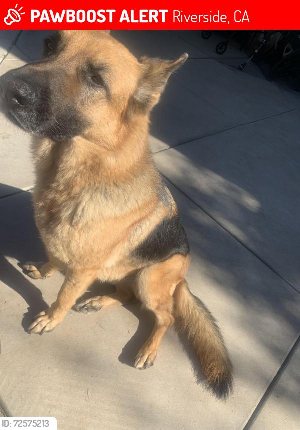 Lost Male Dog last seen Collett/golden ave, Riverside, CA 92505
