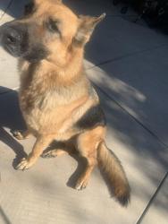 Lost Male Dog last seen Collett/golden ave, Riverside, CA 92505