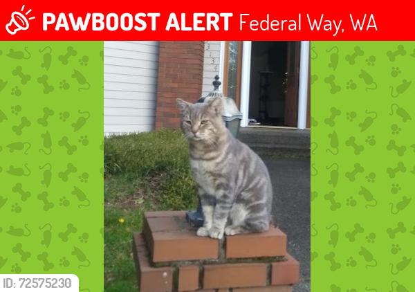 Lost Male Cat last seen Near 3rd ct sw, Federal Way, WA 98023