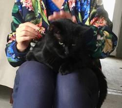 Lost Female Cat last seen Wycliffe drive and St Marys lane , Houston, TX 77079