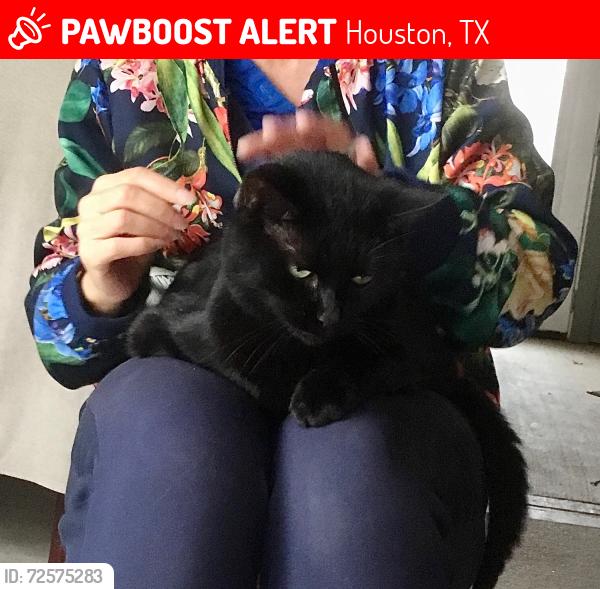 Lost Female Cat last seen Wycliffe drive and St Marys lane , Houston, TX 77079