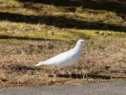 Found/Stray Unknown Bird last seen E Geer Street and Redwood Road , Durham, NC 27704
