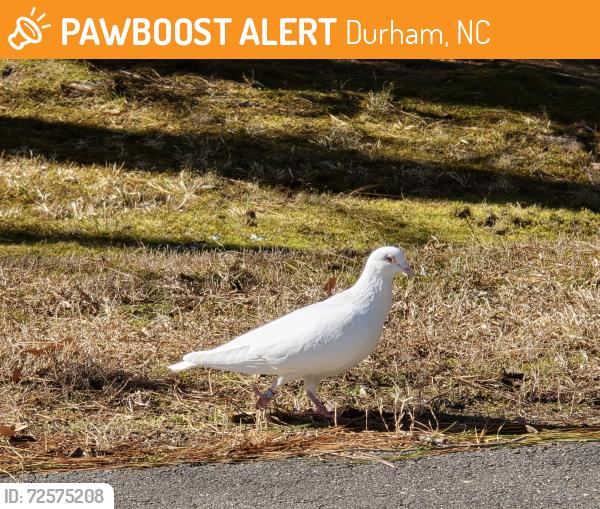 Found/Stray Unknown Bird last seen E Geer Street and Redwood Road , Durham, NC 27704