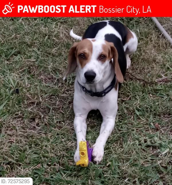 Lost Male Dog last seen Barksdale Airforce Base, Bossier City, LA 71112
