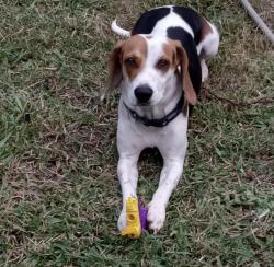 Lost Male Dog last seen Barksdale Airforce Base, Bossier City, LA 71112