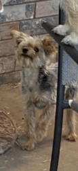 Lost Male Dog last seen Barksdale Airforce Base, Bossier City, LA 71112