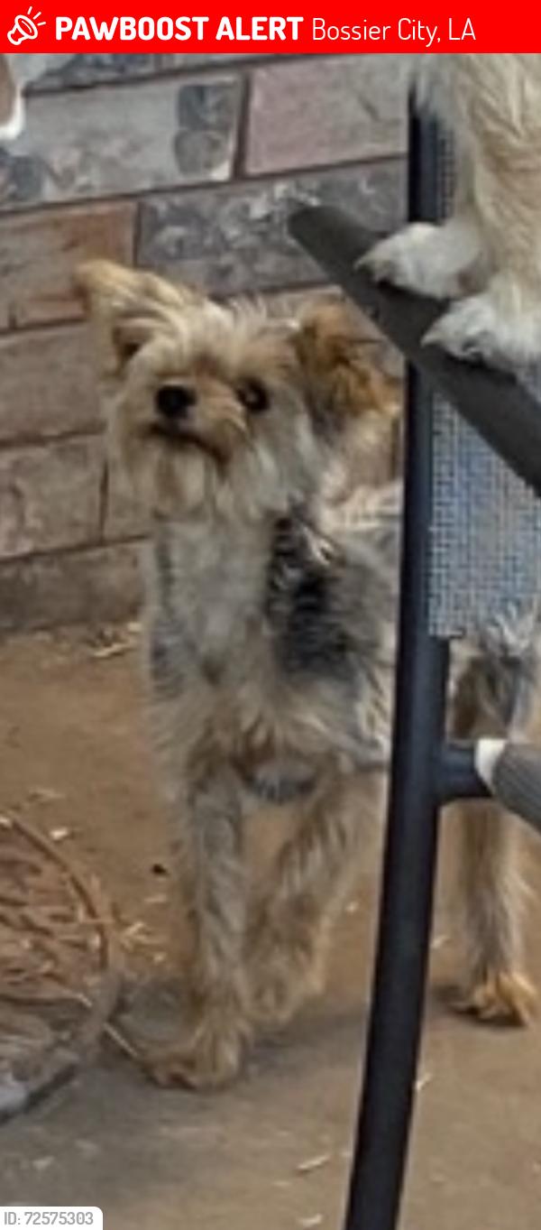 Lost Male Dog last seen Barksdale Airforce Base, Bossier City, LA 71112