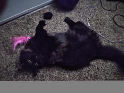 Lost Female Cat last seen Near Memory Ln, Waxahachie, TX 75167