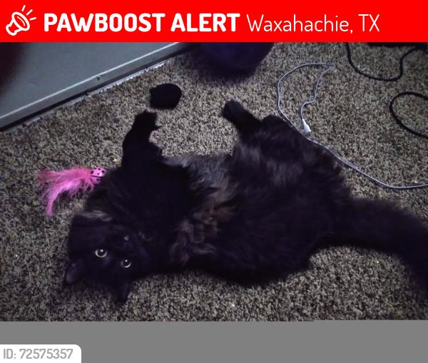 Lost Female Cat last seen Near Memory Ln, Waxahachie, TX 75167