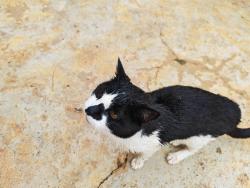 Lost Male Cat last seen Tambotie Street, Roodeplaat, GP 