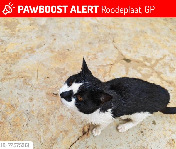 Lost Male Cat last seen Tambotie Street, Roodeplaat, GP 