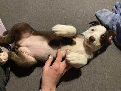 Lost Female Dog last seen Near and McClanahan , Maury County, TN 38461