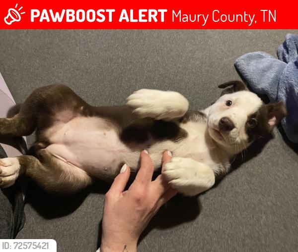 Lost Female Dog last seen Near and McClanahan , Maury County, TN 38461