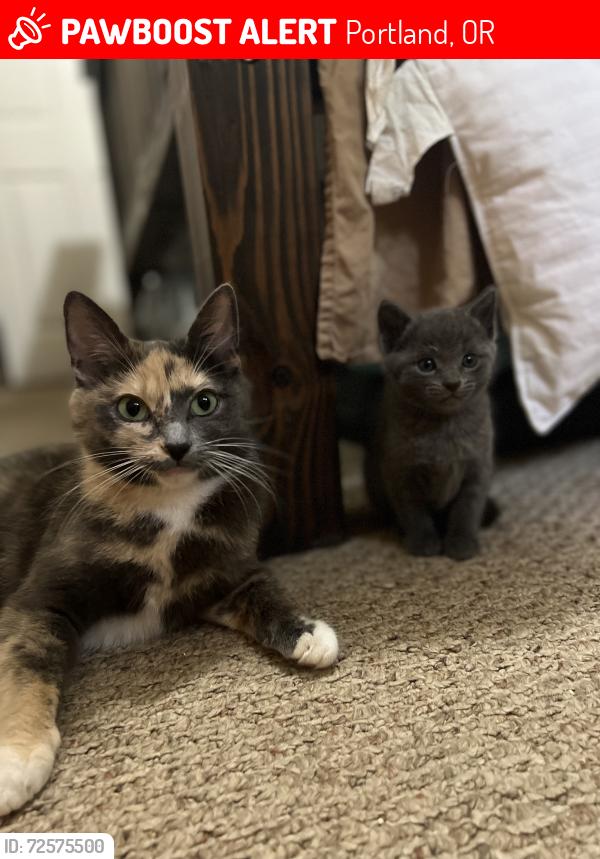 Lost Female Cat last seen Glisan, Portland, OR 97232