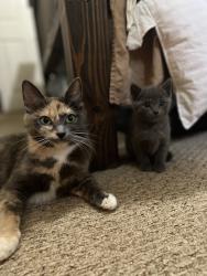 Lost Female Cat last seen Glisan, Portland, OR 97232
