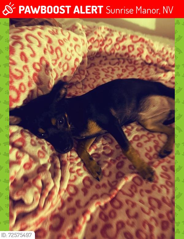 Lost Female Dog last seen Fallona and Hollywood , Sunrise Manor, NV 89156