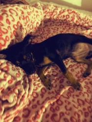 Lost Female Dog last seen Fallona and Hollywood , Sunrise Manor, NV 89156