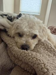 Lost Male Dog last seen Choiceana Ave lemon, Hesperia, CA 92345