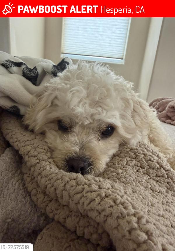 Lost Male Dog last seen Choiceana Ave lemon, Hesperia, CA 92345