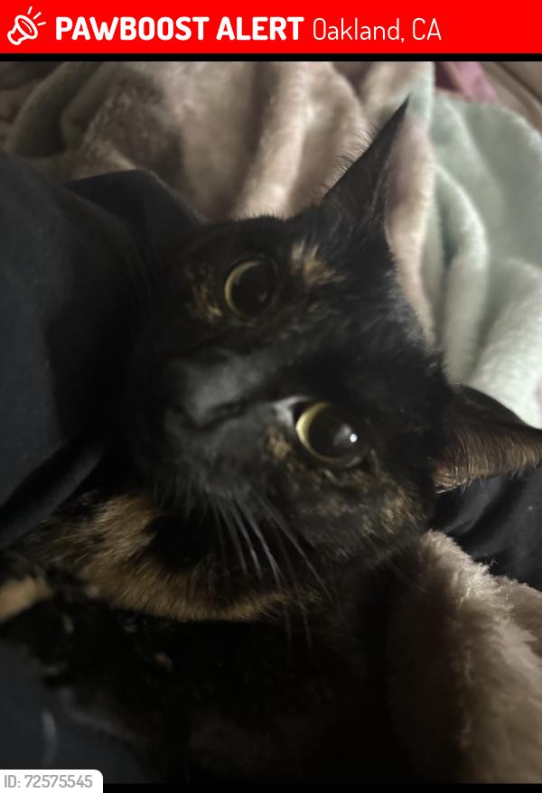 Lost Female Cat last seen Hillise and siesta Ln, Oakland, CA 94603