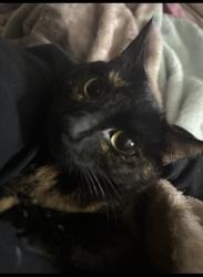 Lost Female Cat last seen Hillise and siesta Ln, Oakland, CA 94603