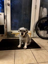 Lost Male Dog last seen University Dr between colonel & independence , Garland, TX 75043