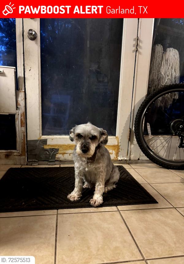 Lost Male Dog last seen University Dr between colonel & independence , Garland, TX 75043