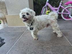 Found/Stray Male Dog last seen Laredo rd, Brownsville, TX 78520