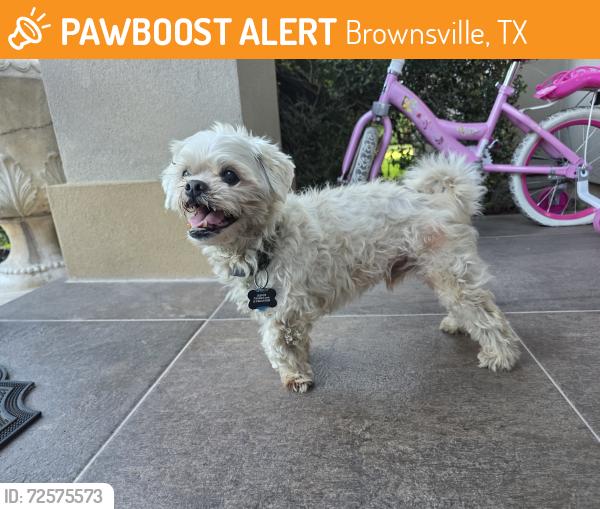 Found/Stray Male Dog last seen Laredo rd, Brownsville, TX 78520