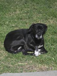 Lost Female Dog last seen Sterling and Highland, San Bernardino, CA 92404