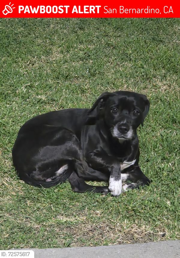Lost Female Dog last seen Sterling and Highland, San Bernardino, CA 92404