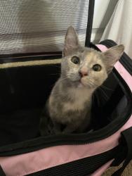 Lost Female Cat last seen Greenfield Dr & N First St, El Cajon, CA 92021