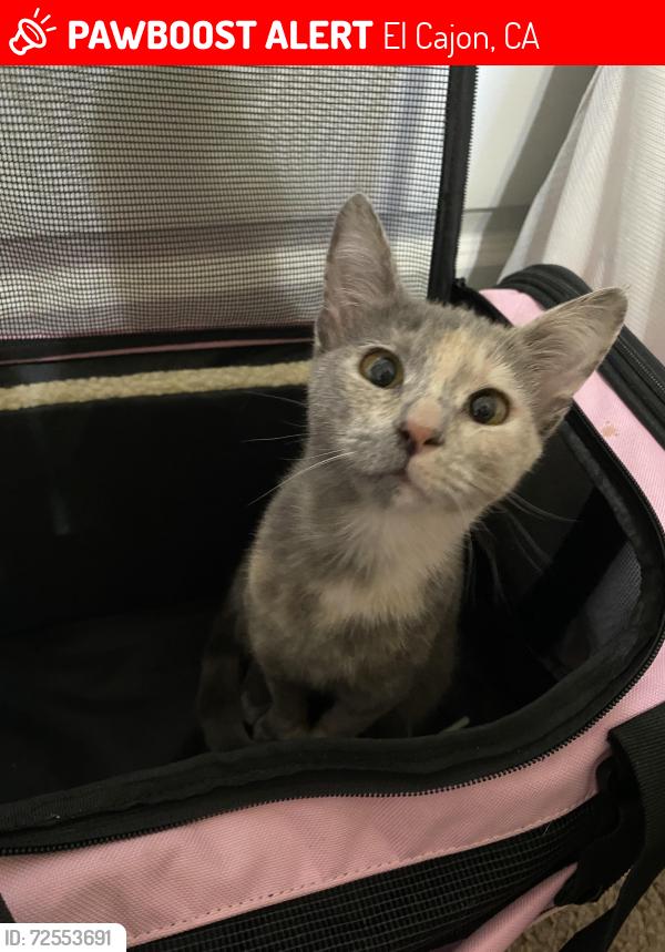Lost Female Cat last seen Greenfield Dr & N First St, El Cajon, CA 92021