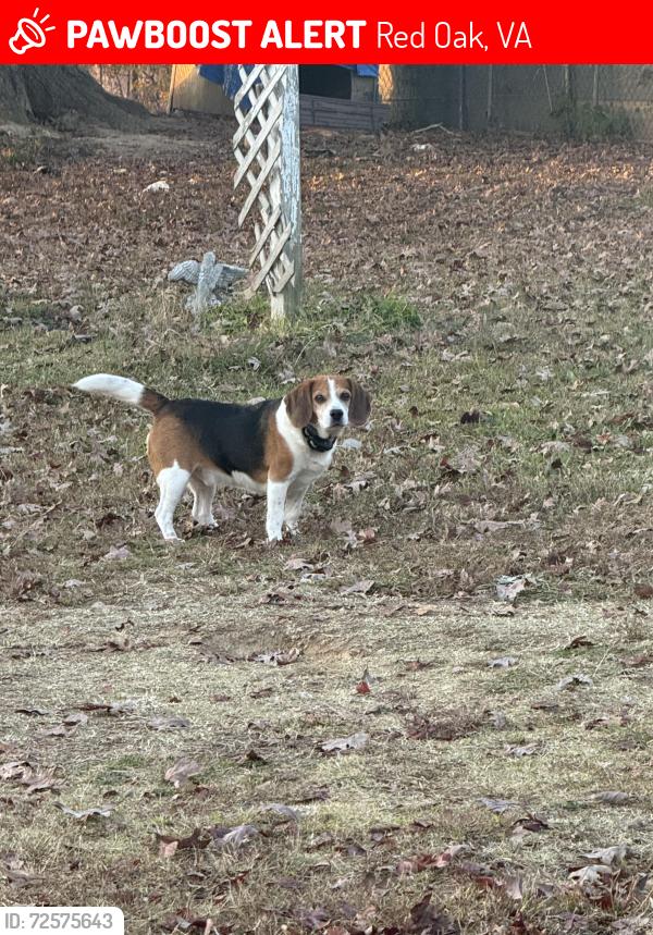 Lost Male Dog last seen Near Carrington rd red oak Va , Red Oak, VA 23964