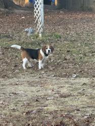 Lost Male Dog last seen Near Carrington rd red oak Va , Red Oak, VA 23964